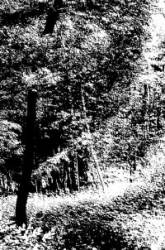 Forest Grave : To Bear the Marks of Time - Chronicles in the Bark